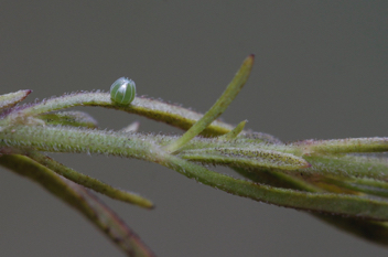 Common Buckeye egg